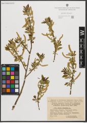 Foto von Salix triandra L.